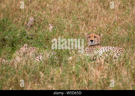 Les guépards et haletant au repos dans l'herbe. Photographiée au Parc National de Serengeti, Tanzanie Banque D'Images