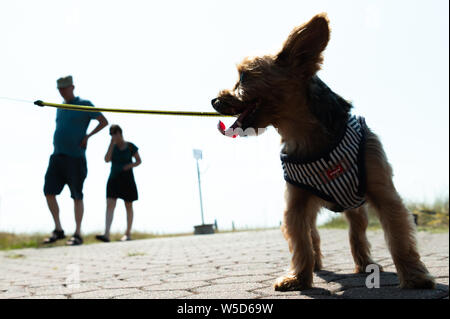 Wilhelmshaven, Allemagne. 28 juillet, 2019. Un petit chien observe deux visiteurs de passage le jour de la mer sauvetage sauveteurs de la Société allemande pour le sauvetage des naufragés. Credit : Mohssen Assanimoghaddam/dpa/Alamy Live News Banque D'Images