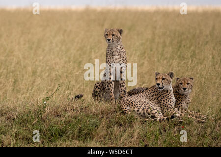 Le Guépard (Acinonyx jubatus) reposant dans l'herbe, un essaim de mouches la harceler Banque D'Images