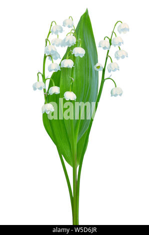 Convallaria majalis fleurs isolé sur fond blanc Banque D'Images