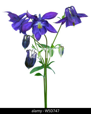 Aquilegia vulgaris flower isolated on white background Banque D'Images