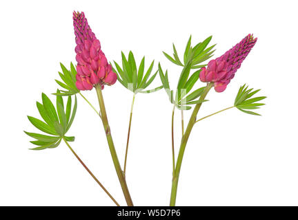 Lupinus flower isolated on white background Banque D'Images