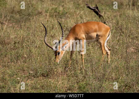 Homme Impala (Aepyceros melampus) le pâturage. Seul le mâle possède les cornes en forme de s. Photographiée au Parc National de Serengeti, Tanzanie. Banque D'Images