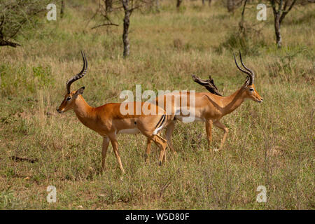 Homme Impala (Aepyceros melampus) le pâturage. Seul le mâle possède les cornes en forme de s. Photographiée au Parc National de Serengeti, Tanzanie. Banque D'Images