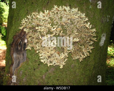 Lichens épiphytes Lobaria pulmonaria Banque D'Images