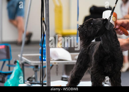 Un sujet de la miniature schnauzer noir lors de la préparation de la robe dans une exposition canine, avant le jugement du juge Banque D'Images