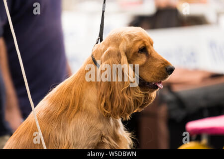 Un objet de couleur unie rouge Cocker Anglais en laisse lors d'une exposition canine. Le Cocker Anglais est une race de chien. Banque D'Images