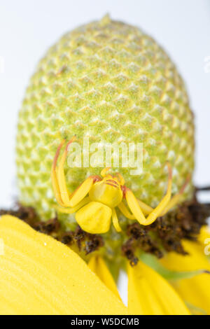 Un crabe araignée sur une prairie coneflower qui a changé de couleur pour correspondre aux pétales jaunes. Banque D'Images