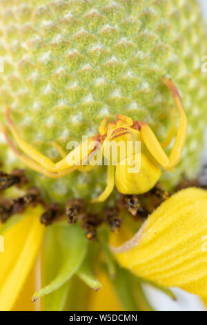 Un crabe araignée sur une prairie coneflower qui a changé de couleur pour correspondre aux pétales jaunes. Banque D'Images