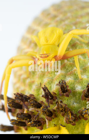Un crabe araignée sur une prairie coneflower qui a changé de couleur pour correspondre aux pétales jaunes. Banque D'Images