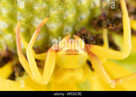 Un crabe araignée sur une prairie coneflower qui a changé de couleur pour correspondre aux pétales jaunes. Banque D'Images