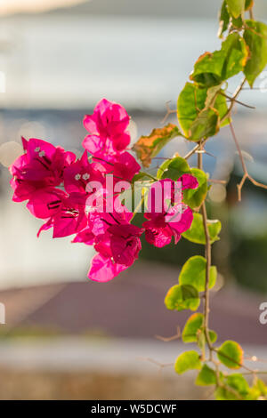 Fleurs de bougainvilliers et de bougainvilliers plante close-up at summer Banque D'Images