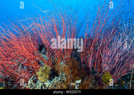 Les coraux des récifs coralliens en whip, Ellisella ceratophyta, Kimbe Bay, New Britain, Papouasie Nouvelle Guinée Banque D'Images