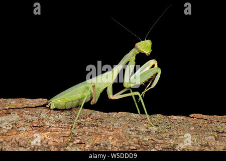 Mantis vert commun (Sphodromantis gastrica) sur une branche, Afrique du Sud Banque D'Images