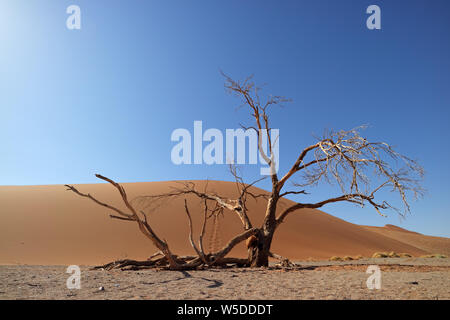 Paysage désertique avec arbre mort et des dunes de sable rouge, Sossusvlei, Namibie Banque D'Images