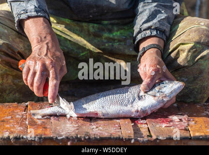 Nettoyage du poisson par pêcheur couteau à port maritime. Close-up les mains sales d'un homme avec un couteau sur la rue du marché au Maroc Banque D'Images