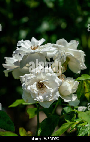 Close up de plusieurs white floribunda 'Iceberg' roses en plein soleil Banque D'Images