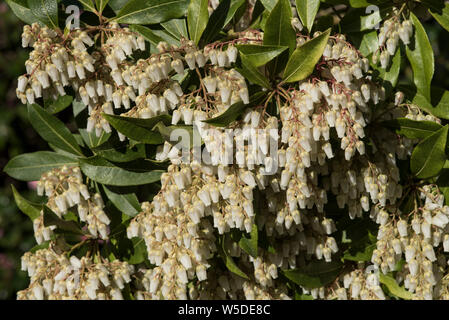 Japanese Pieris japonica - Andromède Nain aka lis de la vallée d'arbuste. Laden avec blanc / crème en forme d'urne en panicules de fleurs au début du printemps. Banque D'Images