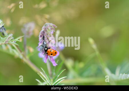 Une Coccinelle rouge ( Coccinellidae ) sur plante avec les pucerons et copy space Banque D'Images