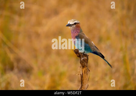 Lilac-breasted roller (Coracias caudatus) se percher dans un buisson. Photographié dans le Parc National du Serengeti, Tanzanie Banque D'Images