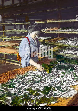 [ 1900 - Japon Japanese Woman feeding vers à soie ] - UNE japonaise, c'est de se nourrir des feuilles de mûrier du ver à soie. 20e siècle vintage lame de verre. Banque D'Images