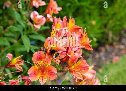 Fleurs orange vif de l'Alstroemeria, communément appelé le lis péruviens ou lis des Incas. Banque D'Images