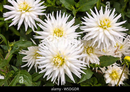 White Dahlia Semi-Cactus flamboyant des fleurs dans un jardin plantes frontière. Banque D'Images