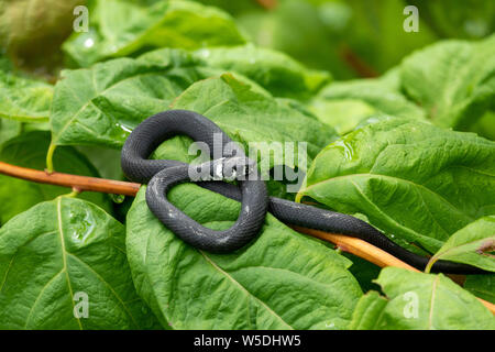 Un serpent noir avec des taches blanches est assis sur une branche avec des feuilles vertes. La couleuvre à collier Natrix, parfois appelé le serpent annelé ou serpent d'eau. Eurasian Banque D'Images