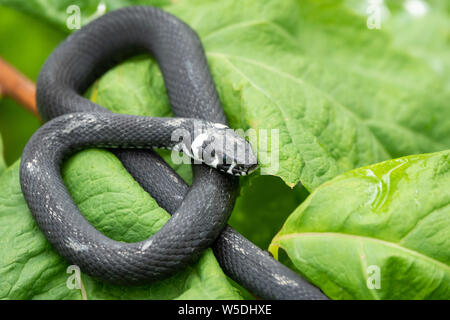 Un serpent noir avec des taches blanches est assis sur une branche avec des feuilles vertes. La couleuvre à collier Natrix, parfois appelé le serpent annelé ou serpent d'eau. Eurasian Banque D'Images