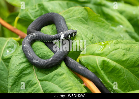 Un serpent noir avec des taches blanches est assis sur une branche avec des feuilles vertes. La couleuvre à collier Natrix, parfois appelé le serpent annelé ou serpent d'eau. Eurasian Banque D'Images