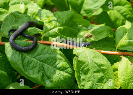 Un serpent noir avec des taches blanches est assis sur une branche avec des feuilles vertes. La couleuvre à collier Natrix, parfois appelé le serpent annelé ou serpent d'eau. Eurasian Banque D'Images