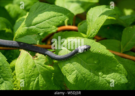 Un serpent noir avec des taches blanches est assis sur une branche avec des feuilles vertes. La couleuvre à collier Natrix, parfois appelé le serpent annelé ou serpent d'eau. Eurasian Banque D'Images