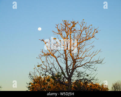 Whirly whirly arbre pendant le crépuscule avec pleine lune en arrière-plan, situé dans l'outback à distance dans le nord de l'Australie. Banque D'Images