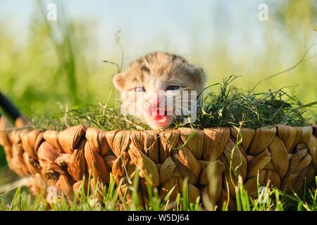 Gros plan du petit chaton nouveau-né dans le panier sur l'herbe dans le jardin, ensoleillée, fond d'herbe verte heure d'or Banque D'Images