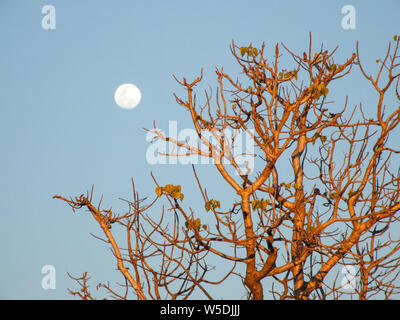 Whirly whirly arbre pendant le crépuscule avec pleine lune en arrière-plan, situé dans l'outback à distance dans le nord de l'Australie. Banque D'Images