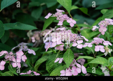 L'Hydrangea serrata, 'Miranda' Hydrangeaceae. Rose à fleurs bleues en été. Banque D'Images