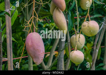 Les mangues du Bangladesh sur le jardin des plantes Banque D'Images