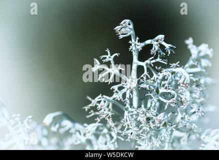 Renne cerf lichen Cladonia rangiferina et moss moss caribou blanc Banque D'Images