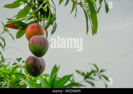 Image HD mango mango mango, colorés, des plantes sur le jardin du Bangladesh Banque D'Images