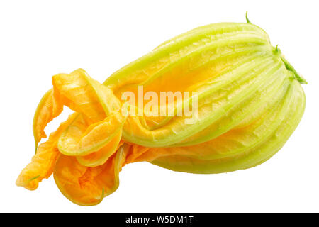 Fleur de courgette (Cucurbita pepo), isolé de fleurs Banque D'Images