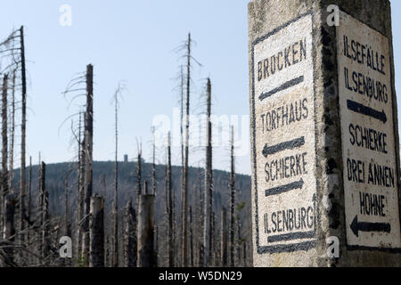 25 juillet 2019, la Saxe-Anhalt, Brocken : derrière un panneau sont les arbres morts dans le Harz am Brocken Parc National. Après une infestation de dendroctones il y a des morts dans une grande partie des forêts d'épinettes. Photo : Matthias Bein/dpa-Zentralbild/ZB Banque D'Images
