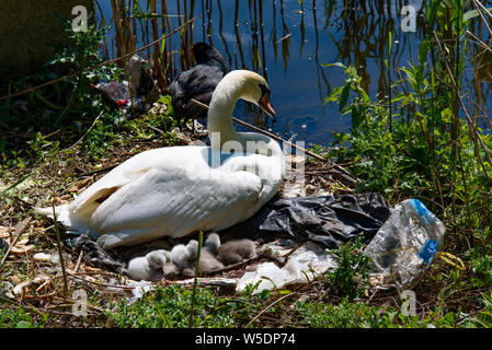 La pollution en plastique : Un cygne et ses bébés avec nid d'ordures par la rivière à Amsterdam, Pays-Bas Banque D'Images