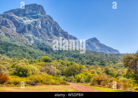 Jardins botaniques de Kirstenbosch à Cape Town, Afrique du Sud. Une brique chemin mène les visiteurs à travers les jardins. Haut de Table Mountain, dans la distance. Banque D'Images