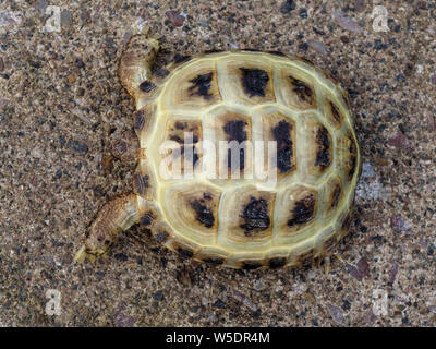 Horsfield, tortue Testudo horsfieldii, seul reptiles sur terre, juillet 2019 Banque D'Images