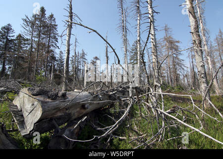 Brocken, Allemagne. Le 25 juillet, 2019. Arbres morts dans le Harz am Brocken Parc National. Après une infestation de dendroctones il y a des morts dans une grande partie des forêts d'épinettes. Credit : Matthias Bein/dpa-Zentralbild/ZB/dpa/Alamy Live News Banque D'Images