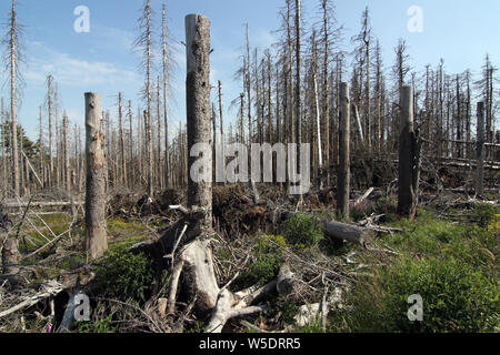 Brocken, Allemagne. Le 25 juillet, 2019. Arbres morts dans le Harz am Brocken Parc National. Après une infestation de dendroctones il y a des morts dans une grande partie des forêts d'épinettes. Credit : Matthias Bein/dpa-Zentralbild/ZB/dpa/Alamy Live News Banque D'Images