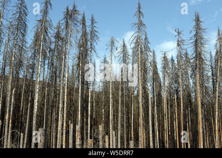 Brocken, Allemagne. Le 25 juillet, 2019. Arbres morts dans le Harz am Brocken Parc National. Après une infestation de dendroctones il y a des morts dans une grande partie des forêts d'épinettes. Credit : Matthias Bein/dpa-Zentralbild/ZB/dpa/Alamy Live News Banque D'Images