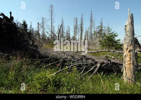 Brocken, Allemagne. Le 25 juillet, 2019. Arbres morts dans le Harz am Brocken Parc National. Après une infestation de dendroctones il y a des morts dans une grande partie des forêts d'épinettes. Credit : Matthias Bein/dpa-Zentralbild/ZB/dpa/Alamy Live News Banque D'Images