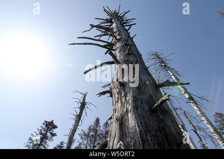 Brocken, Allemagne. Le 25 juillet, 2019. Arbres morts dans le Harz am Brocken Parc National. Après une infestation de dendroctones il y a des morts dans une grande partie des forêts d'épinettes. Credit : Matthias Bein/dpa-Zentralbild/ZB/dpa/Alamy Live News Banque D'Images