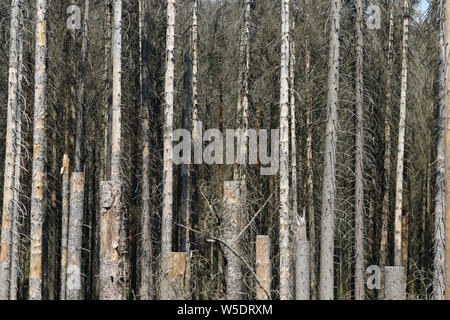 Brocken, Allemagne. Le 25 juillet, 2019. Arbres morts dans le Harz am Brocken Parc National. Après une infestation de dendroctones il y a des morts dans une grande partie des forêts d'épinettes. Credit : Matthias Bein/dpa-Zentralbild/ZB/dpa/Alamy Live News Banque D'Images